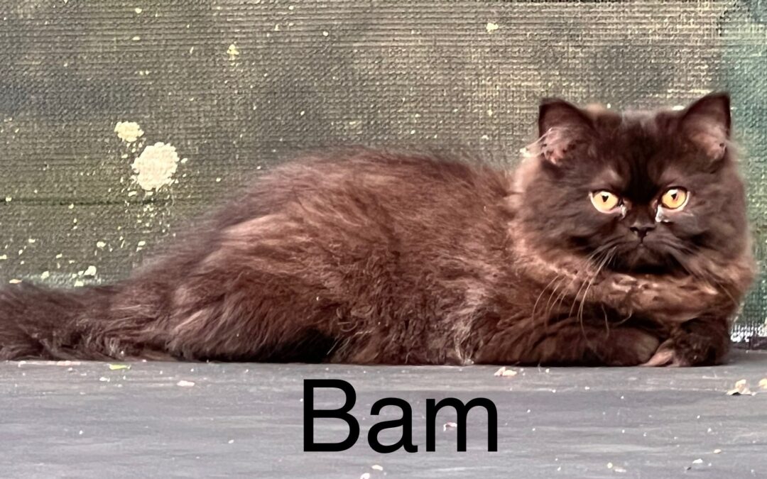 Bam