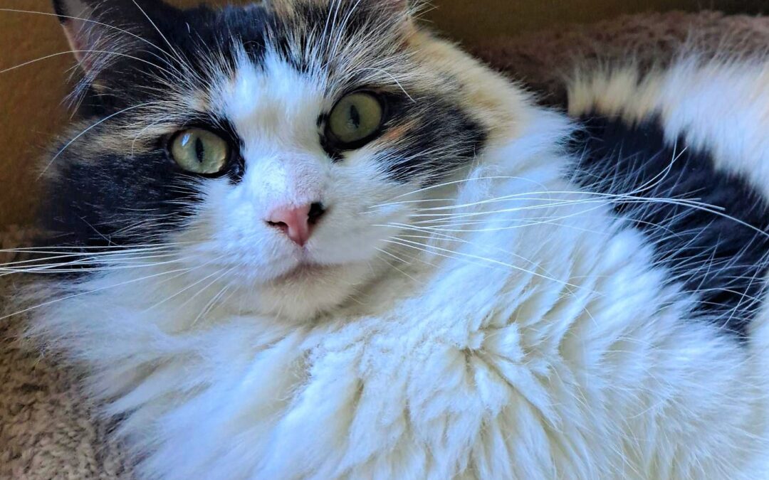Cleo
