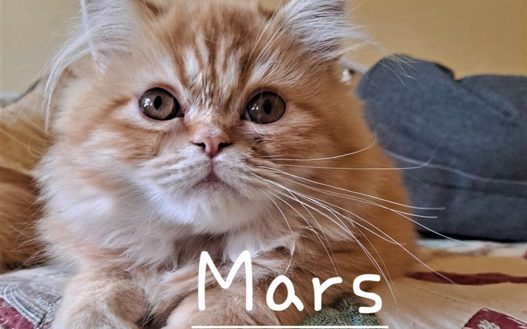 Mars