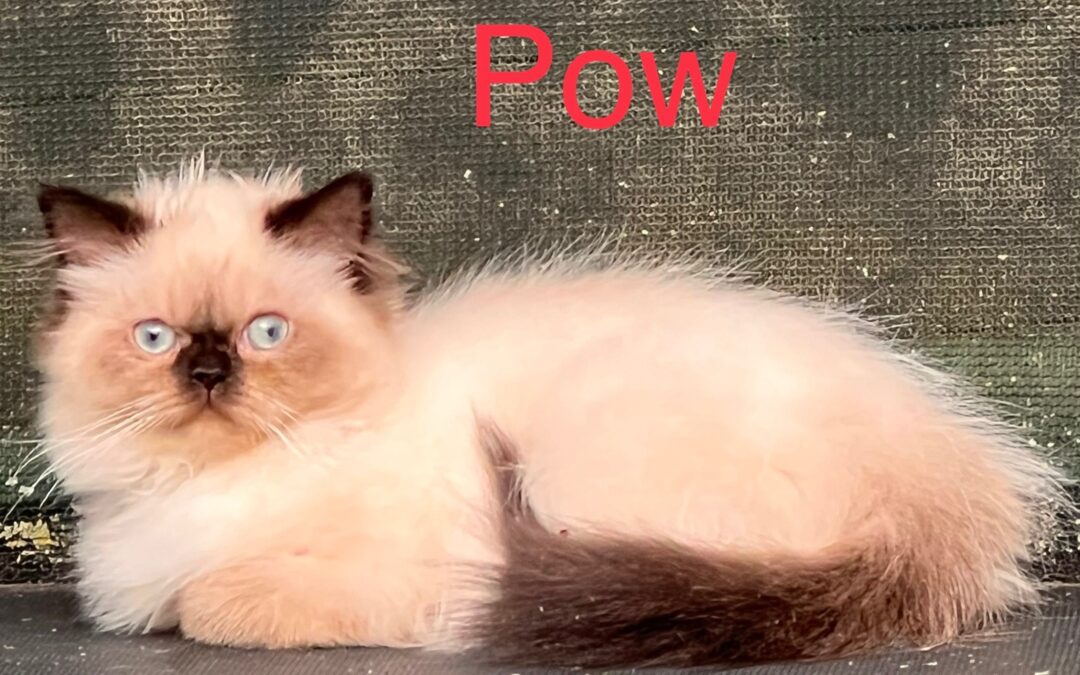 Pow