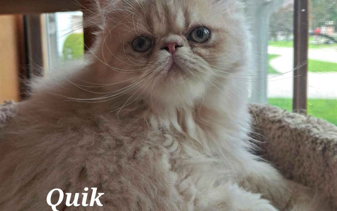 Quik