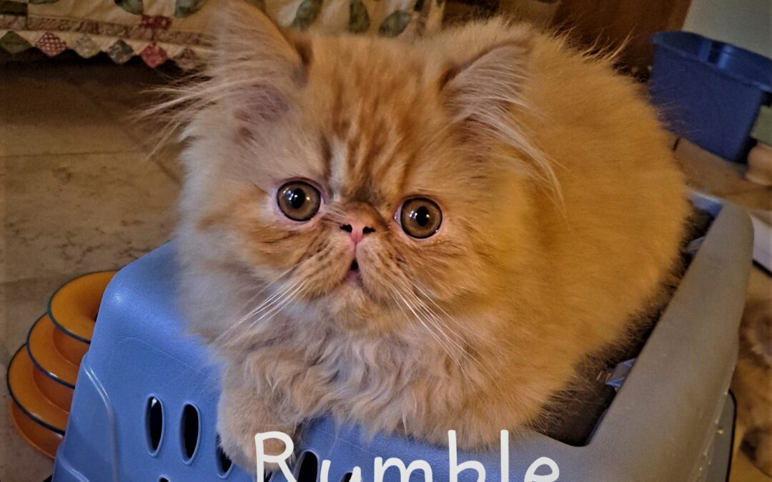 Rumble