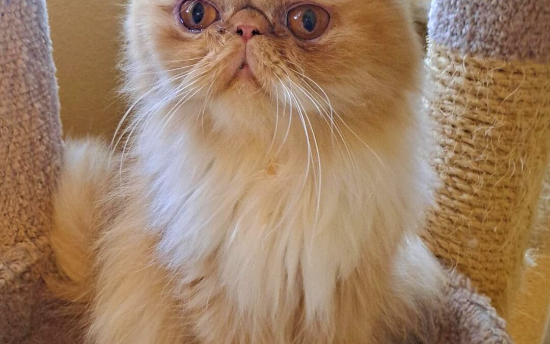 Susan