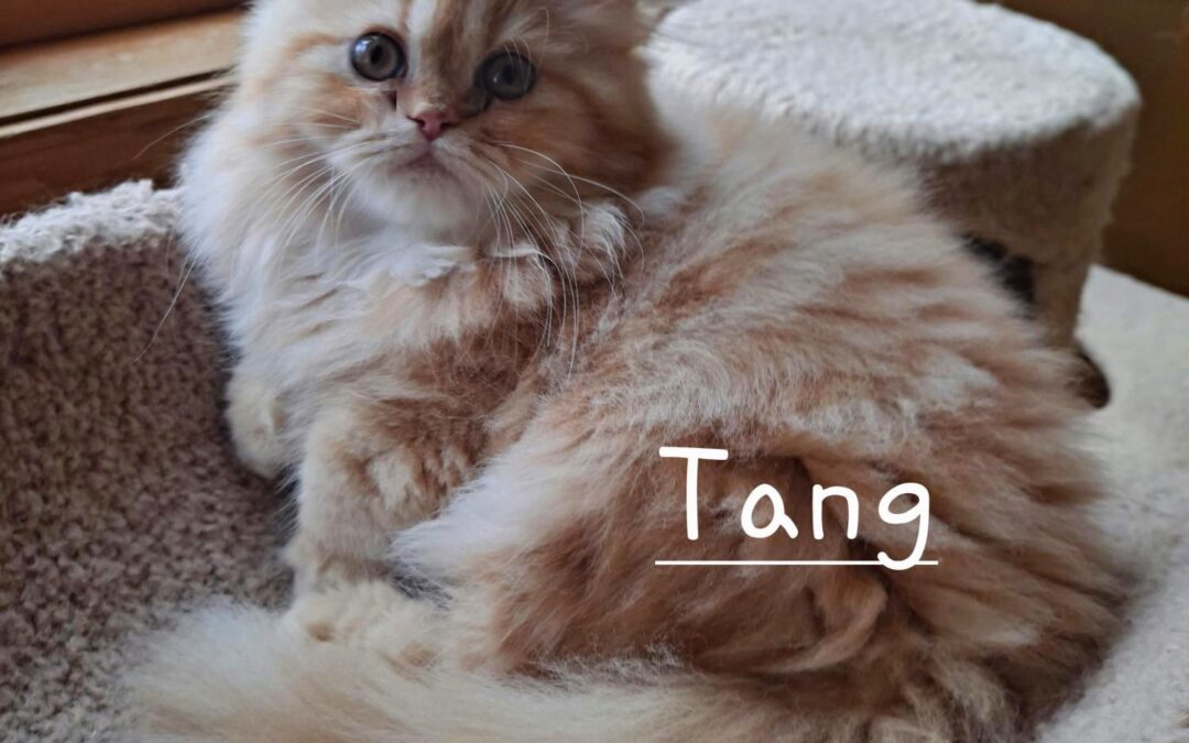 Tang