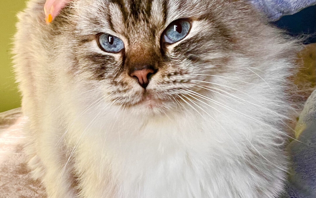 Malcolm