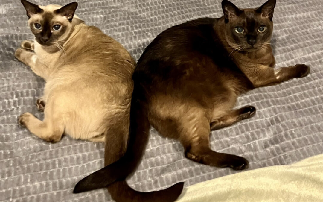 Wynken, Blynken, Nod