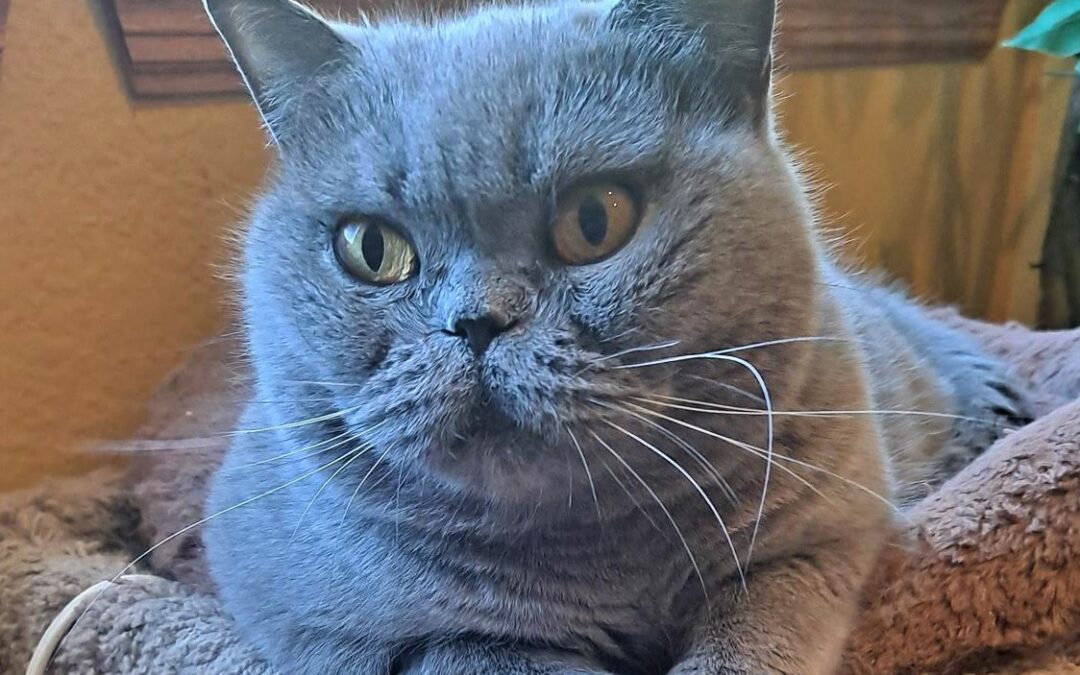 Bibi