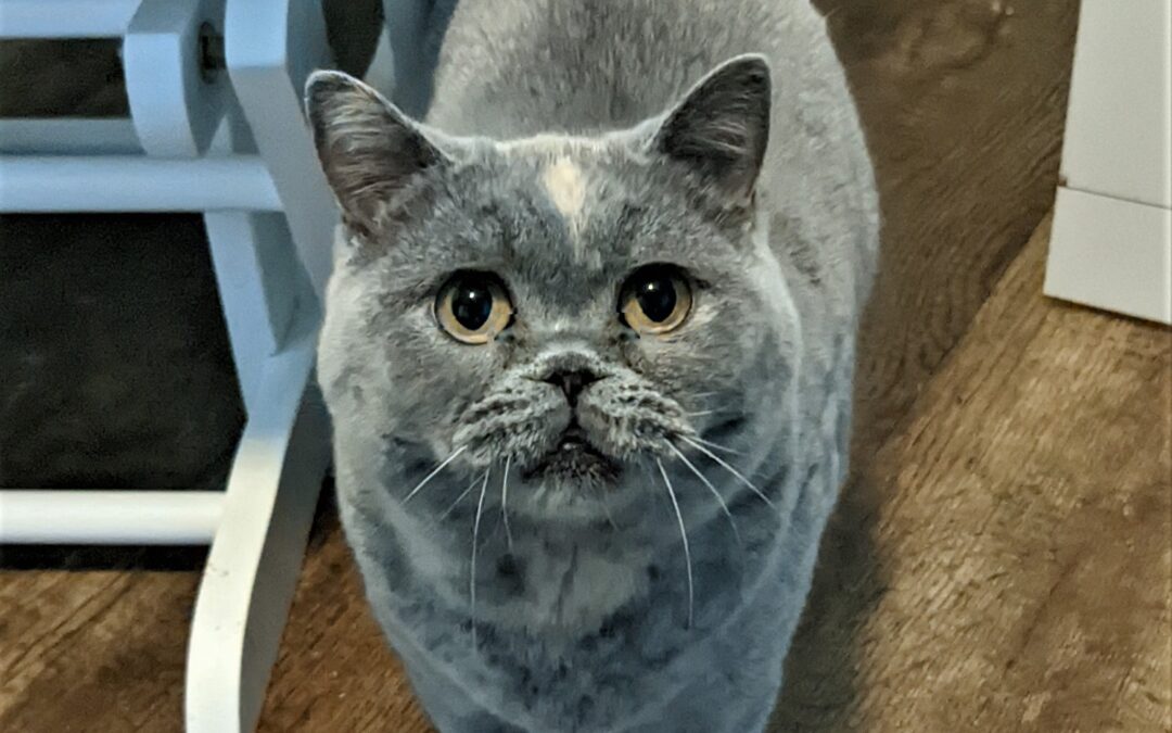 Daisy