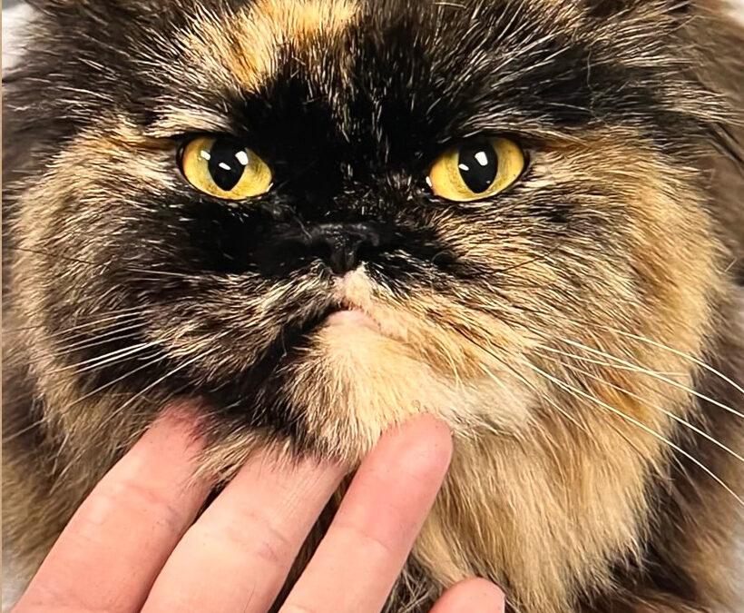 Buttercup