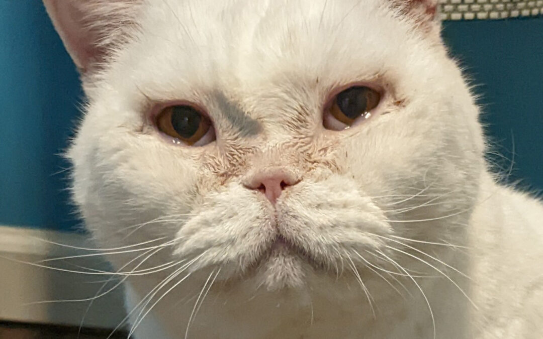Blanca