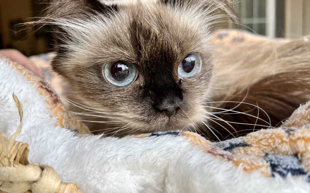 Hemi