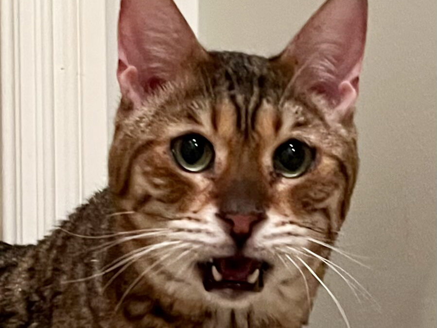 Apollo