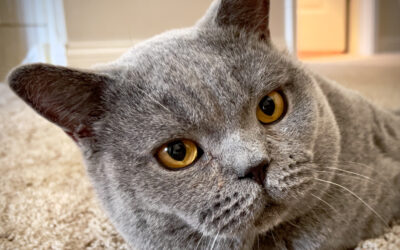 Baxter