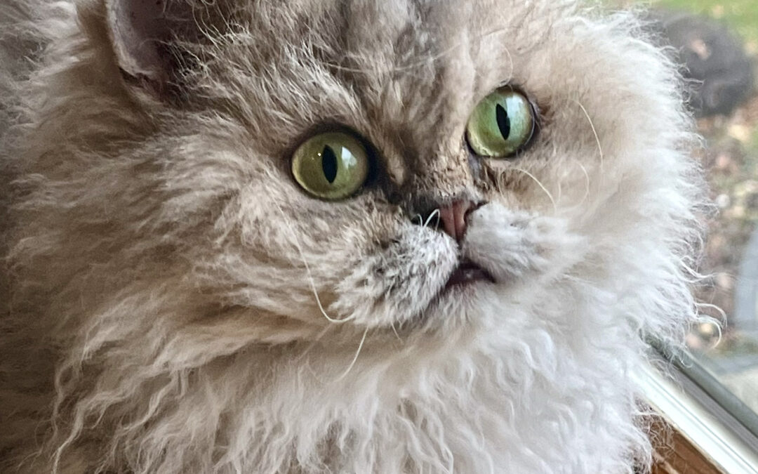 Hazelnut
