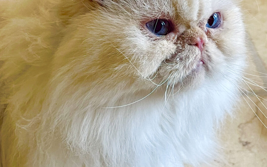 Stanley