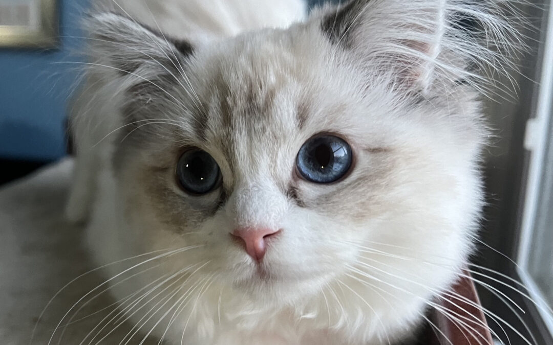 Freya
