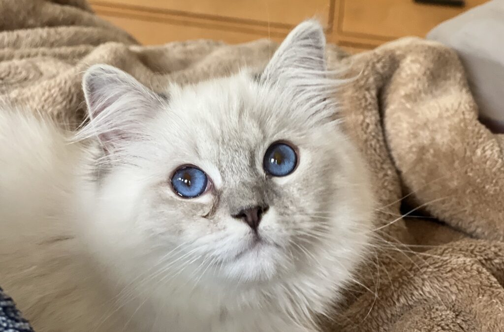 Oskar