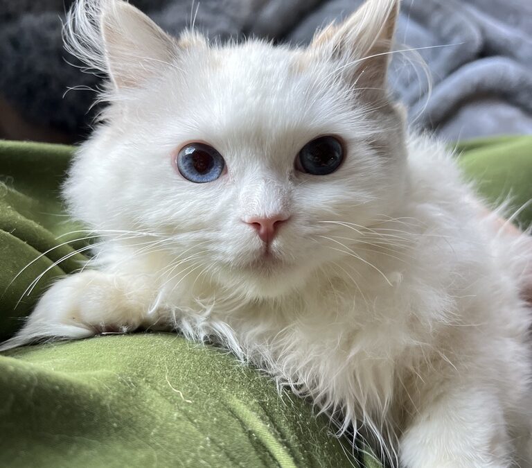 Theodore