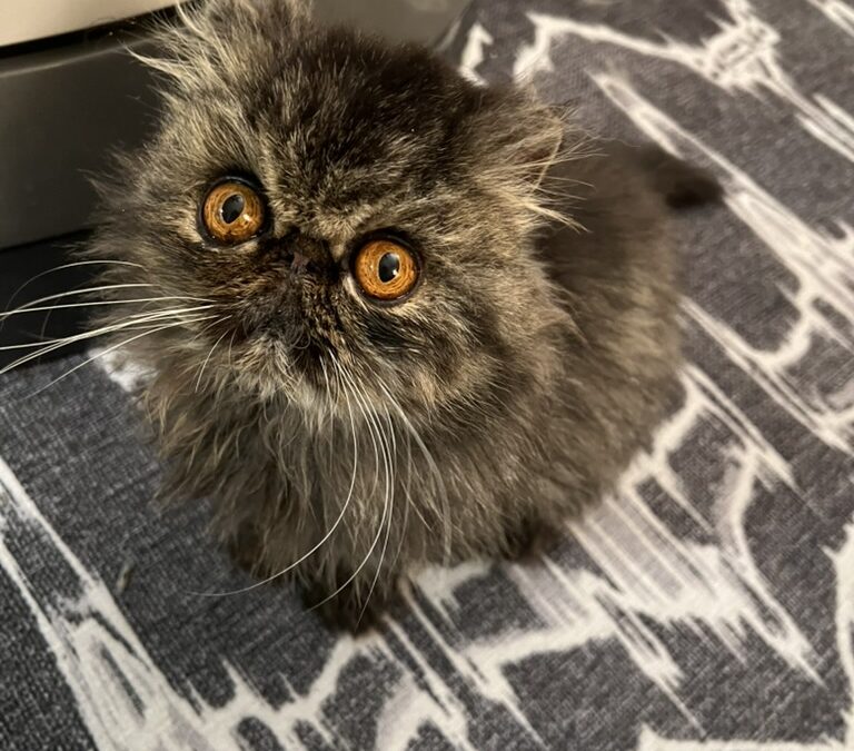 Fiona