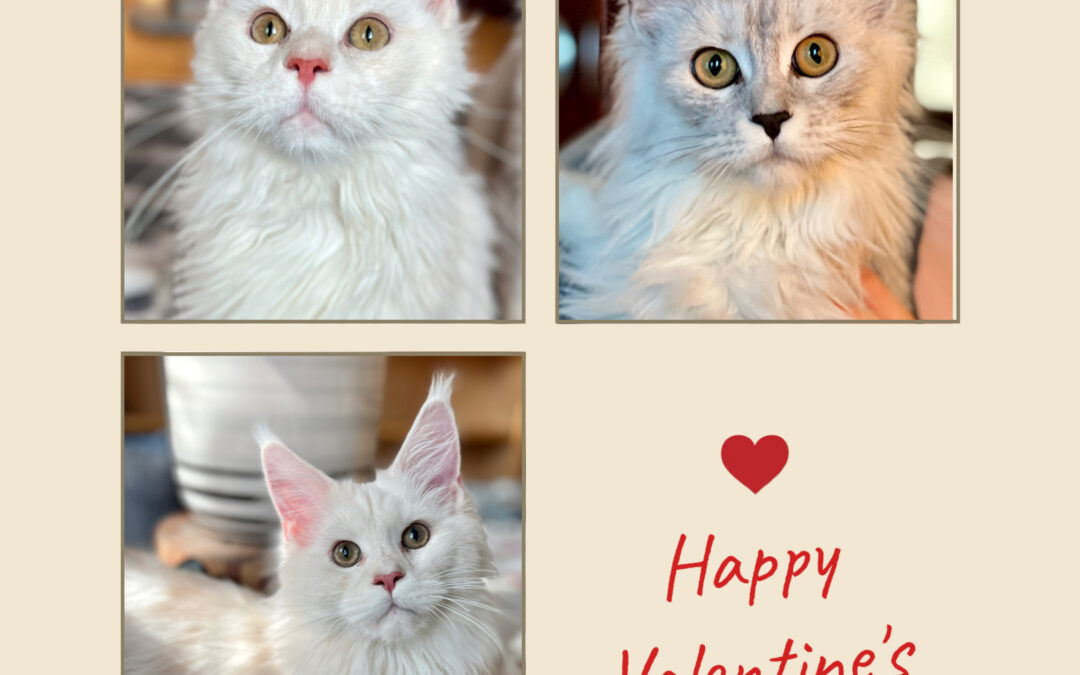 10 Maine Coons