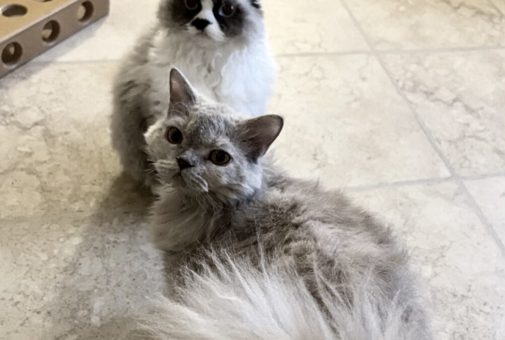 Flurry & Ember