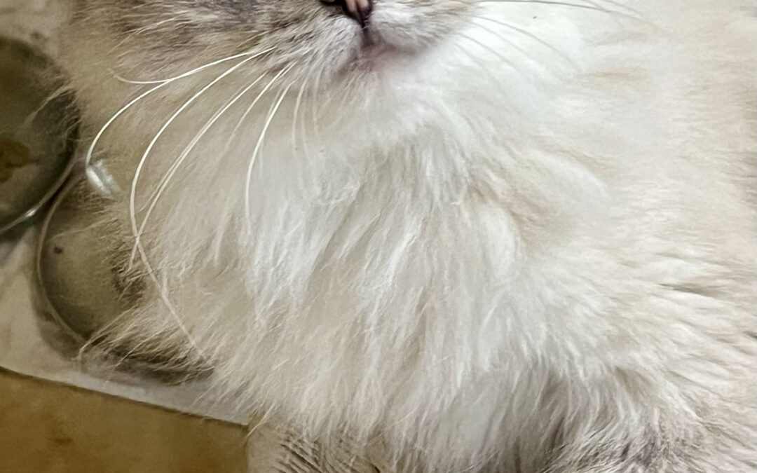 Anouk