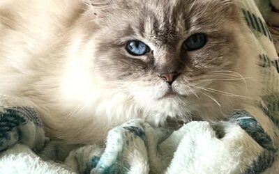 Greta